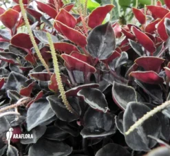 Peperomia Metallica Var. Colombiana -Green Haven Sales Store Peperomia metallica var colombiana 4