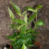 Peperomia Puteolata