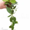 Peperomia Puteolata 'L'