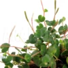 Peperomia Reptans 'Akopan Ven'