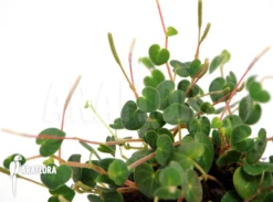 Peperomia Reptans 'Akopan Ven'