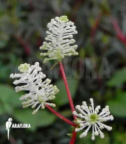 Peperomia Resediflora 'flower'