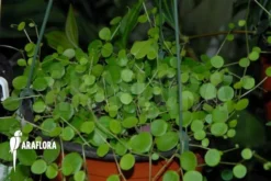 Peperomia Rotundifolia 'Surinam'