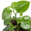 Peperomia Saksun Starter