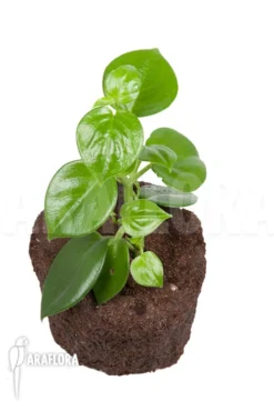 Peperomia Saksun Starter -Green Haven Sales Store Peperomia saksun L 3