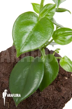 Peperomia Saksun Starter -Green Haven Sales Store Peperomia saksun L 4