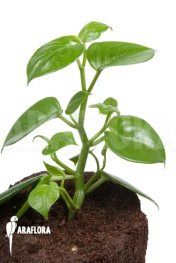 Peperomia Saksun Starter -Green Haven Sales Store Peperomia saksun L 5