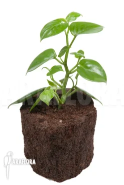 Peperomia Saksun Starter -Green Haven Sales Store Peperomia saksun L 6