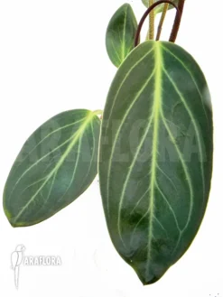 Peperomia Sarcophylla