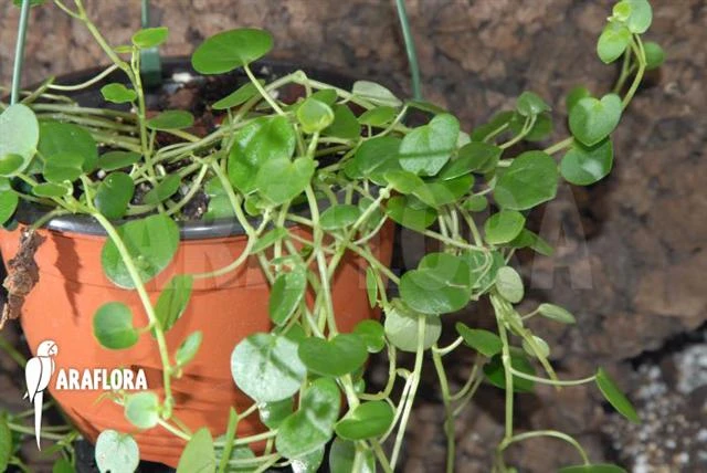 Peperomia Serpens 1 Peperomia Serpens