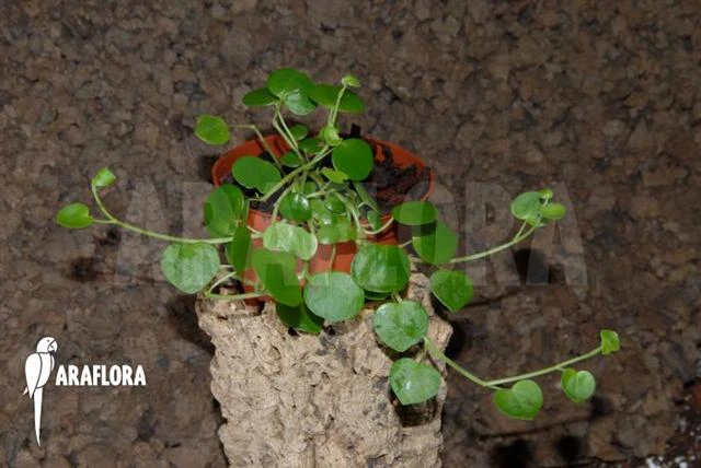 Peperomia Serpens 2 Peperomia Serpens - Image 2