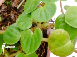 Peperomia Serpens 'Costa Rica' -Green Haven Sales Store Peperomia serpens Costa Rica 1 2