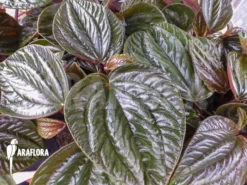 Peperomia Species Ecuador Large Red