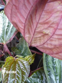 Peperomia Species Ecuador Large Red -Green Haven Sales Store Peperomia species Ecuador Large Red 2