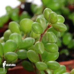 Peperomia Species 'Mexico'