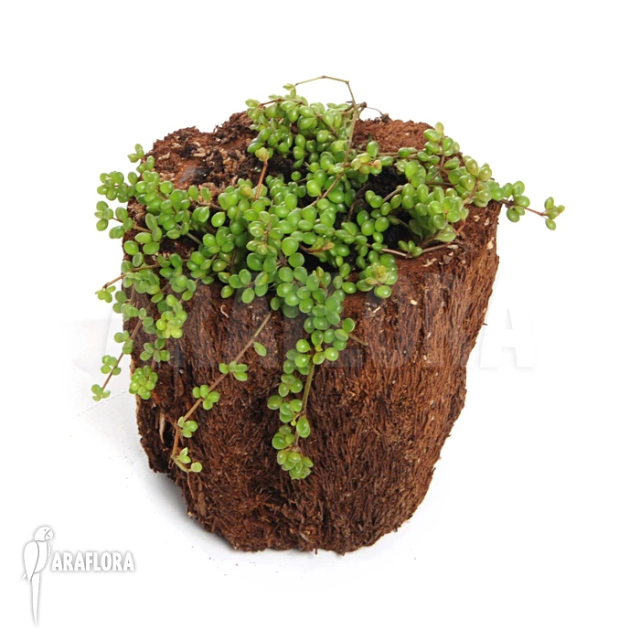 Peperomia Species 'Mexico' 2 Peperomia Species 'Mexico' - Image 2