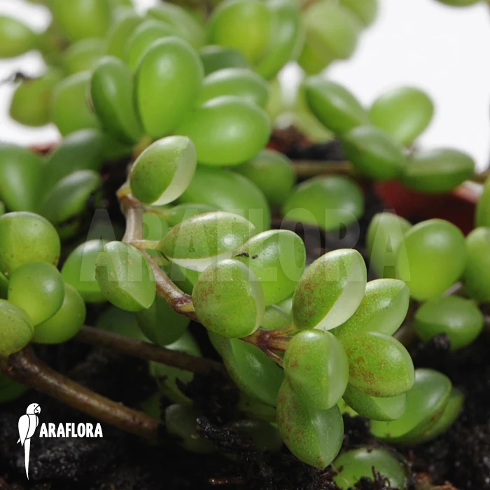 Peperomia Species 'Mexico' 3 Peperomia Species 'Mexico' - Image 3