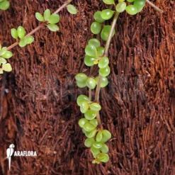 Peperomia Species 'Mexico' 8 Peperomia Species 'Mexico' -Green Haven Sales Store Peperomia species Mexico 4