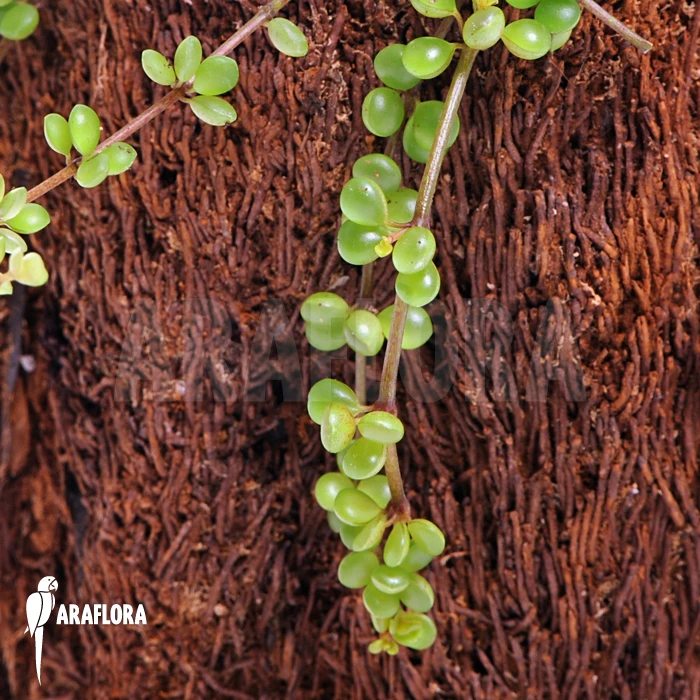 Peperomia Species 'Mexico' 4 Peperomia Species 'Mexico' - Image 4
