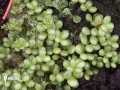 Peperomia Species 'Mexico' 9 Peperomia Species 'Mexico' -Green Haven Sales Store Peperomia species Mexico 5
