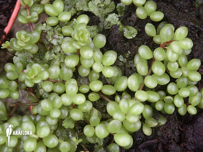 Peperomia Species 'Mexico' 5 Peperomia Species 'Mexico' - Image 5