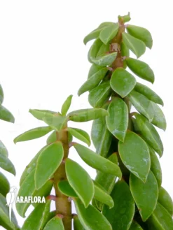 Peperomia Species No.1
