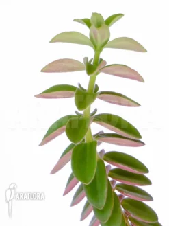 Peperomia Species No.1 -Green Haven Sales Store Peperomia species no.1 3