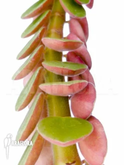 Peperomia Species No.1 -Green Haven Sales Store Peperomia species no.1 4