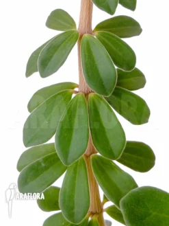 Peperomia Species No.1 -Green Haven Sales Store Peperomia species no.1 6