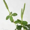Peperomia Tetraphyllia Green