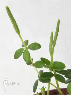 Peperomia Tetraphyllia Green