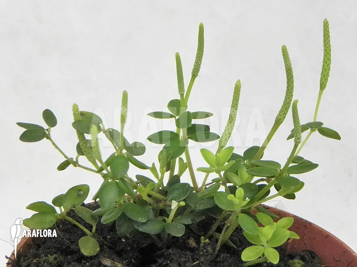 Peperomia Tetraphyllia Green 3 Peperomia Tetraphyllia Green - Image 3