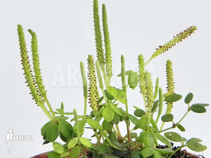 Peperomia Tetraphyllia Green 2 Peperomia Tetraphyllia Green - Image 2