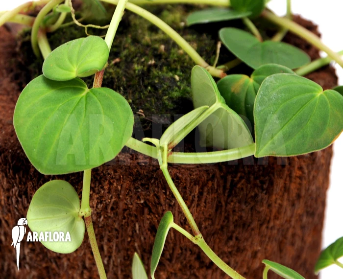 Peperomia Urocarpoides 'Costa Rica' 1 Peperomia Urocarpoides 'Costa Rica'