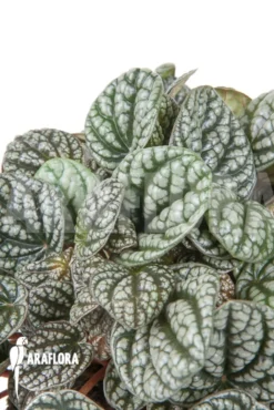 Peperomia X Burbella