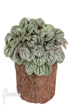 Peperomia X Burbella -Green Haven Sales Store Peperomia x burbella 2