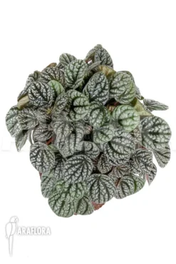 Peperomia X Burbella -Green Haven Sales Store Peperomia x burbella 3