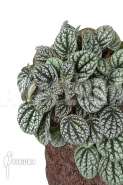 Peperomia X Burbella -Green Haven Sales Store Peperomia x burbella 4
