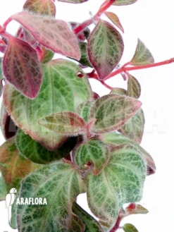 Peperomia X Rauvema