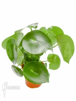 Peperomia X Water Pearl -Green Haven Sales Store Peperomia x water pearl 2
