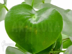 Peperomia X Water Pearl -Green Haven Sales Store Peperomia x water pearl 3