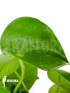 Peperomia X Water Pearl -Green Haven Sales Store Peperomia x water pearl 4