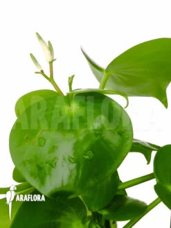 Peperomia X Water Pearl -Green Haven Sales Store Peperomia x water pearl flower 6