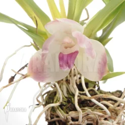 Orchid 'Pescatorea Dayana'