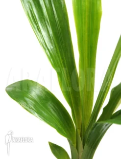 Orchid 'Pescatorea Dayana' 5 Orchid 'Pescatorea Dayana' -Green Haven Sales Store Pescatorea dayana 3