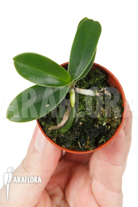 Orchid 'Phalaenopsis Japonica' 1 Orchid 'Phalaenopsis Japonica'