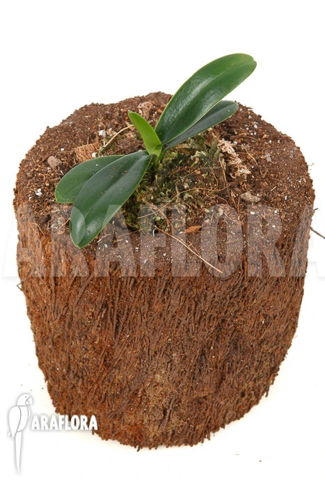 Orchid 'Phalaenopsis Japonica' 2 Orchid 'Phalaenopsis Japonica' - Image 2