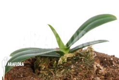 Orchid 'Phalaenopsis Japonica' 5 Orchid 'Phalaenopsis Japonica' -Green Haven Sales Store Phalaenopsis japonica 3