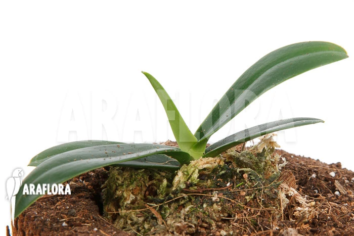 Orchid 'Phalaenopsis Japonica' 3 Orchid 'Phalaenopsis Japonica' - Image 3