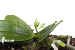 Orchid 'Phalaenopsis Mannii Var Flava' 8 Orchid 'Phalaenopsis Mannii Var Flava' -Green Haven Sales Store Phalaenopsis mannii var flava 3